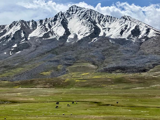 Yaks sur les pâturages à côté du terrain de polo à Shandur dans le Nord du Pakistan