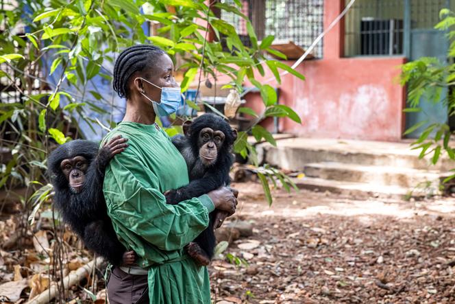 Hawa Kamara, soigneuse, prend soin depuis un an d’Esther et de Rio, deux bébés chimpanzés de Tacugama.