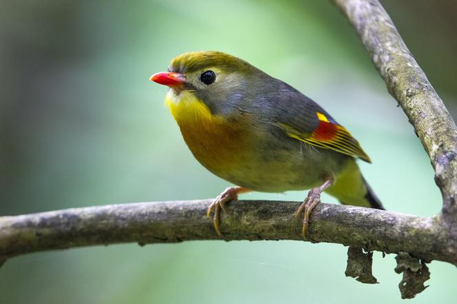 Rossignol du Japon (« Leiothrix lutea »).