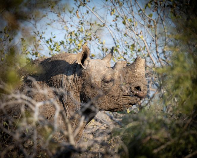 Un rhinocéros, dans l’une des réserves du parc Kruger, en Afrique du Sud, le 7 août 2022.