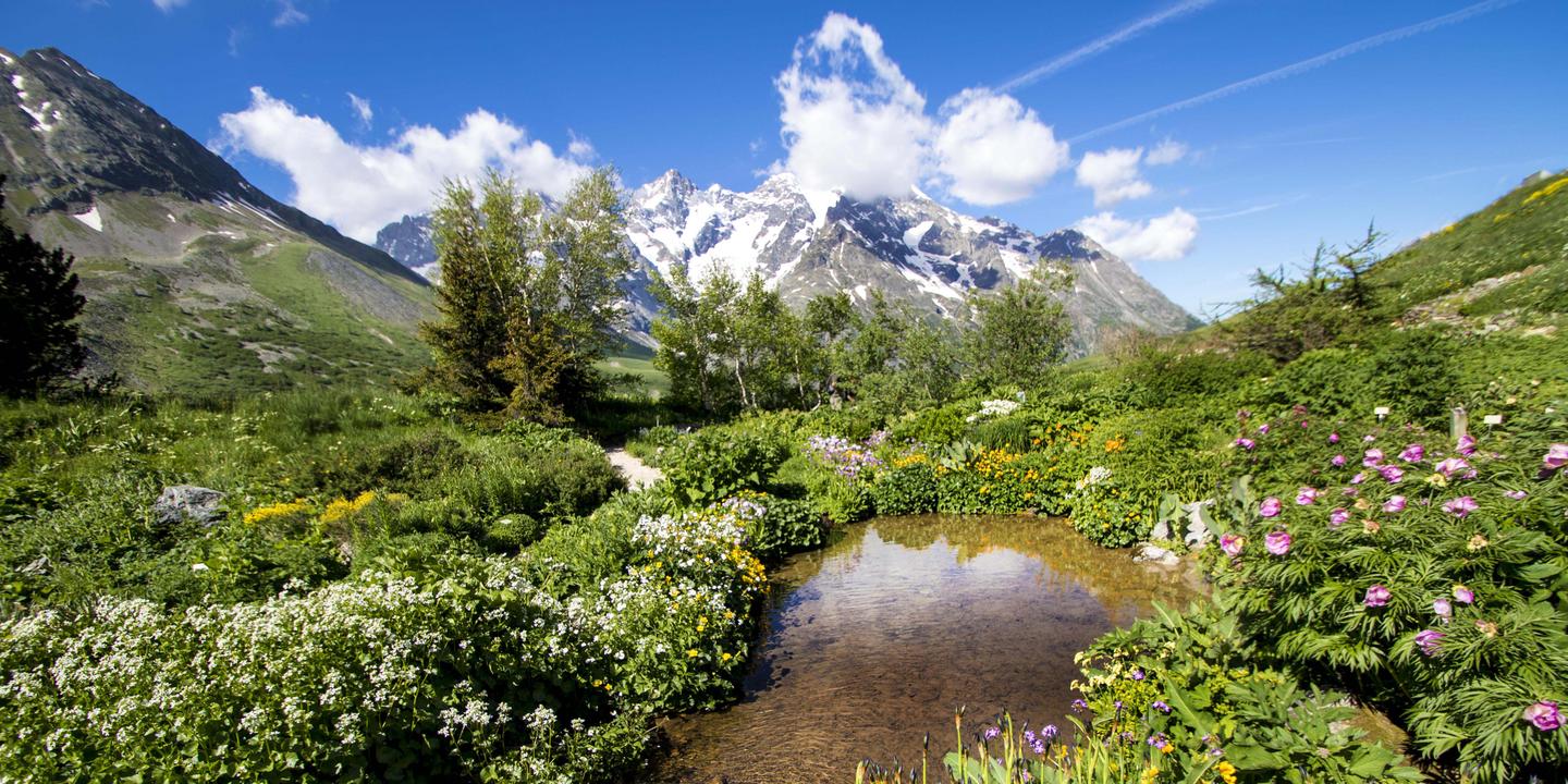 Au col du Lautaret, un jardin au sommet