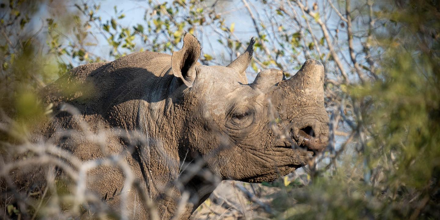 https://img.lemde.fr/2025/06/18/654/0/4364/2182/1440/720/60/0/864d315_upload-1-kfwbwzaltu3o-rhino-4-c-tim-kuiper.jpeg