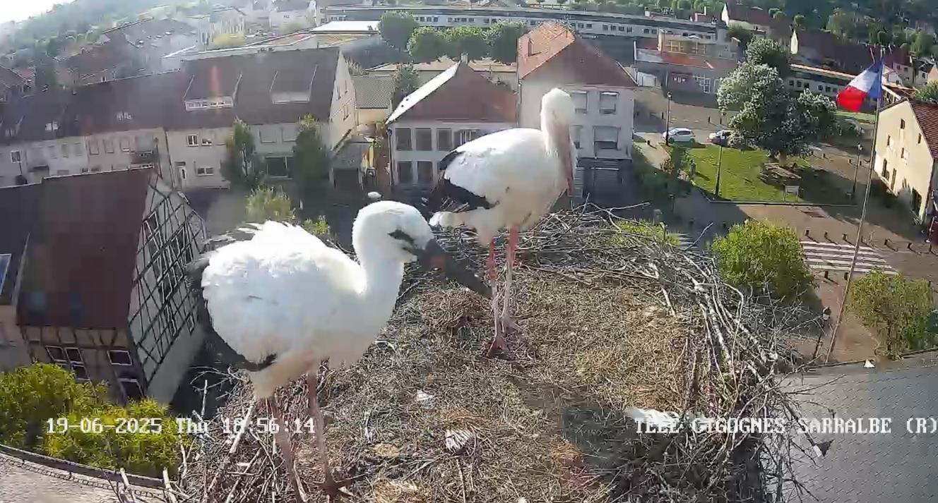 Télé-Cigognes, ours en live et nourrissage de canards : l’engouement pour la nature en streaming