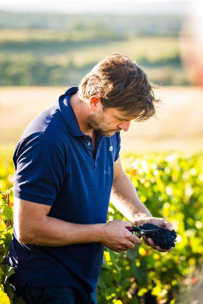 Joseph de Maistre, dans le vignoble du Centre-Loire, à Reuilly (Indre) , le 20 septembre 2023.