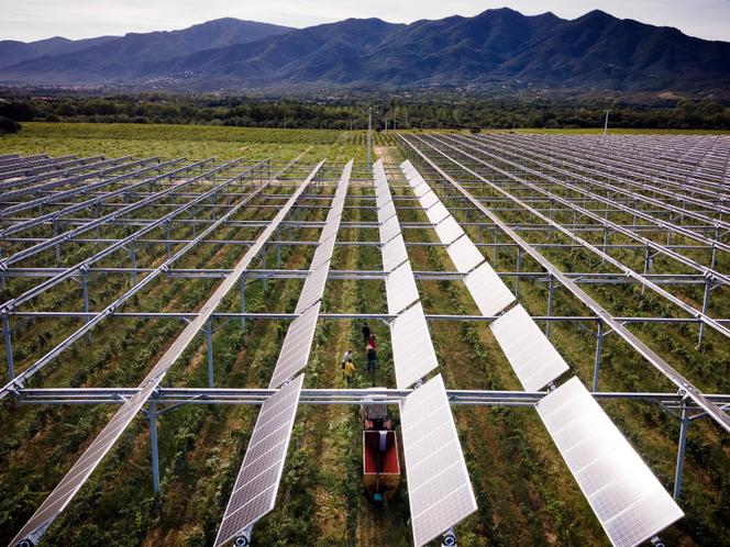 Des personnes cueillent des raisins sous des panneaux photovoltaïques, dans les vignobles du domaine Nidolères, à Tresserre, dans l’est des Pyrénées-Orientales, le 28 septembre 2021.
