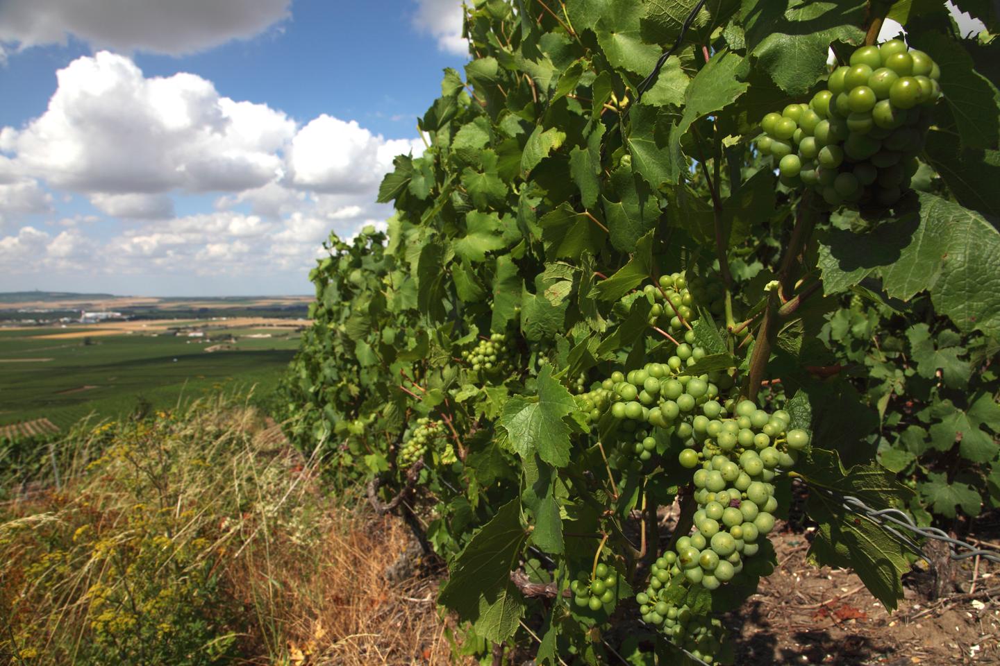 Champagne region employer faces prison sentence in human trafficking trial