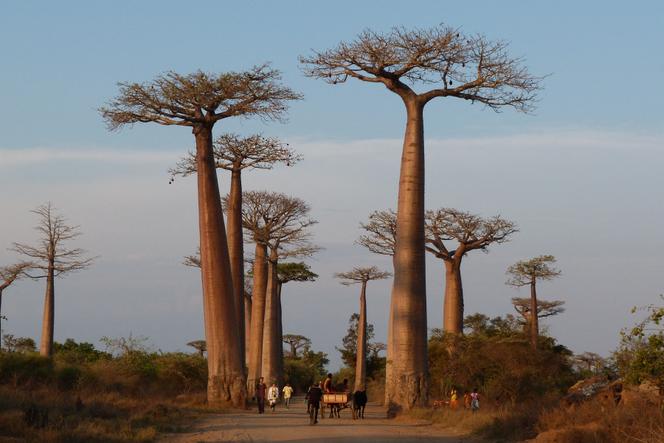 L’allée des baobabs est située dans la région de Menabe à Madagascar, ici en novembre 2011.