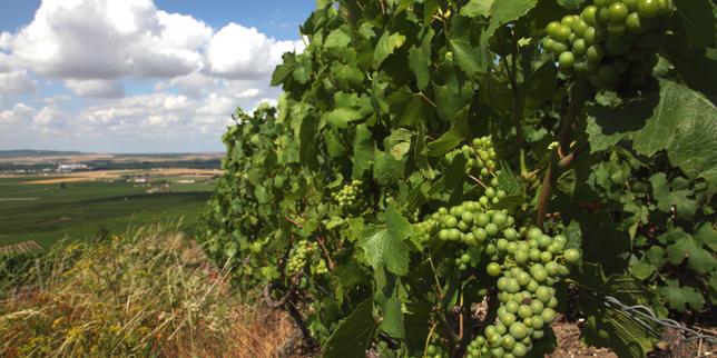 Champagne region employer faces prison sentence in human trafficking trial