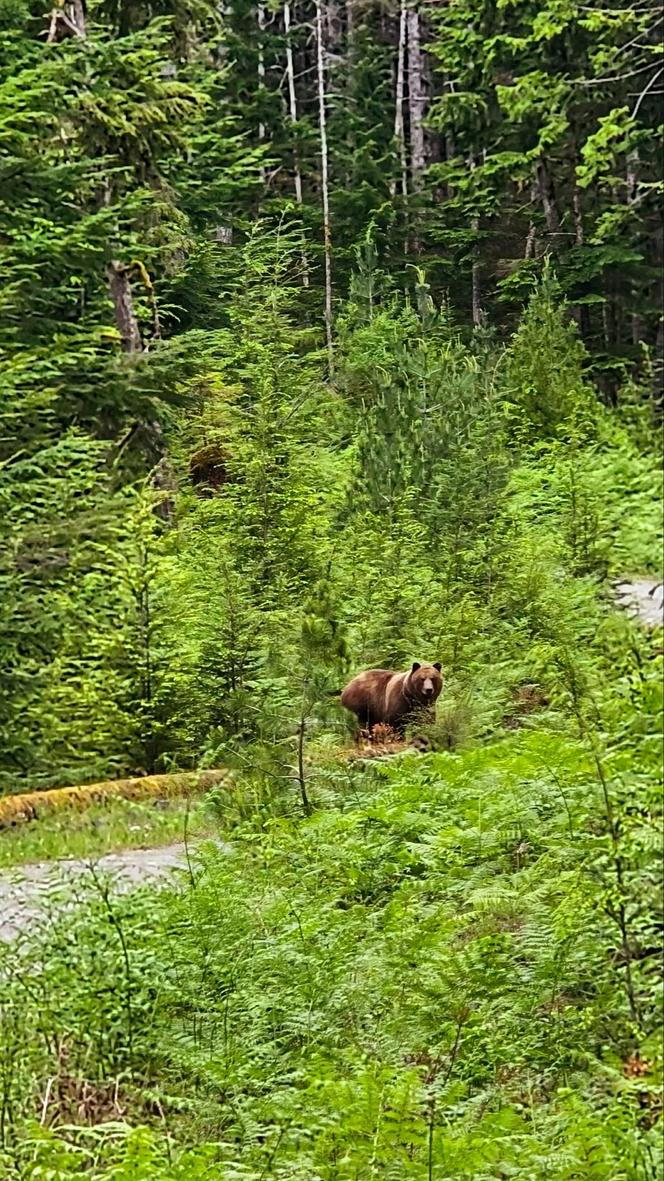L’ours Tex aperçu sur l’île Texada (Canada), le 25 mai 2025. 