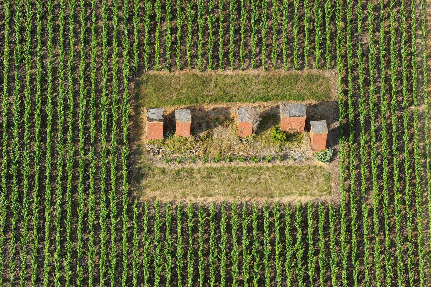 https://img.lemde.fr/2025/06/24/0/0/4252/2834/1440/960/60/0/4a9a7ac_upload-1-shz6ujmjdj0e-2-essors-vignoble-ayi-crei-dit-michel-jolyot.jpg