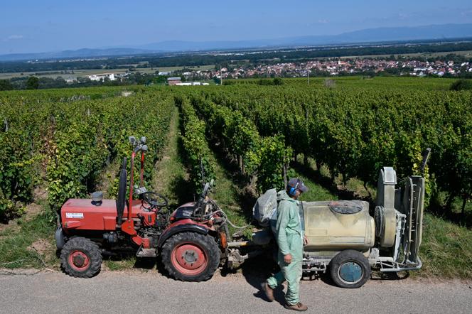 Un vignoble, dans le Haut-Rhin, le 29 juillet 2021.