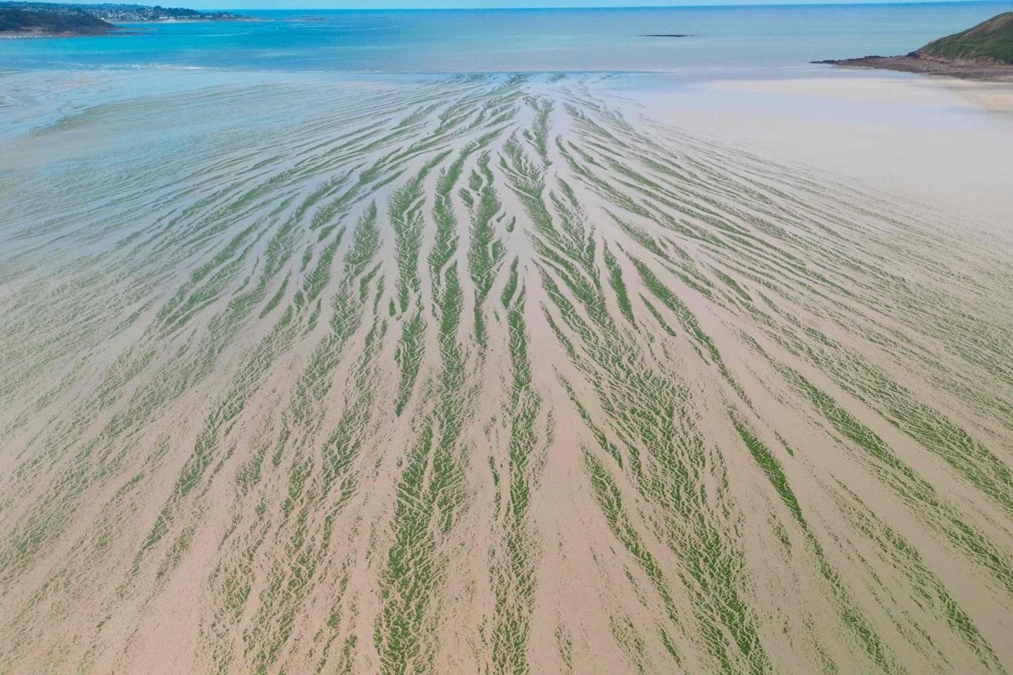 France ordered to compensate family of jogger killed by toxic algae
