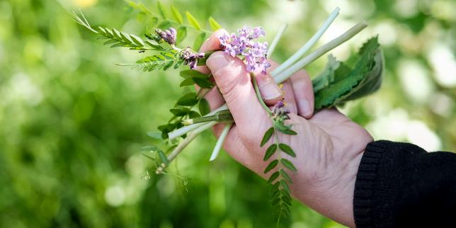Dans un atelier de cueillette de plantes comestibles : « Dans les forêts, nous passons à côté de trésors dont nous ignorons tout ! »