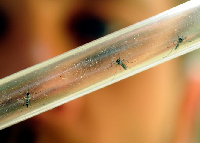 Des moustiques-tigres, vecteurs du chikungunya et d’autres maladies, étudiés dans un laboratoire de l’entente interdépartementale pour la démoustication (EID), à Montpellier, le 9 août 2012.