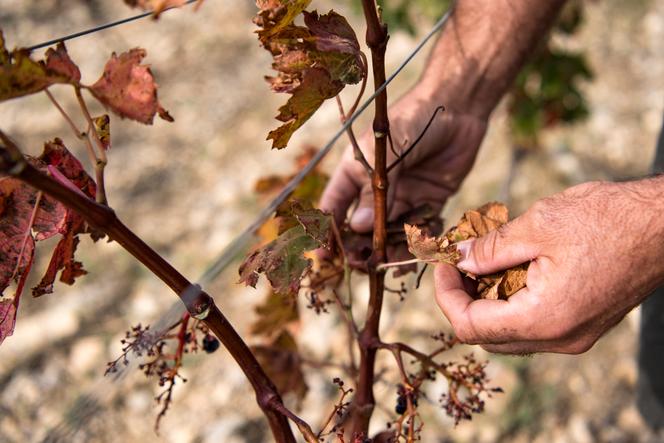 Feuilles d’une vigne sèche touchée par la sécheresse, à Leucate (Aude), le 23 septembre 2024.