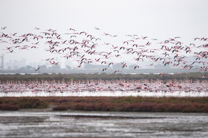 Flamants roses dans le delta de l’Ebre, dans la province de Tarragone, en Espagne, le 8 octobre 2020.