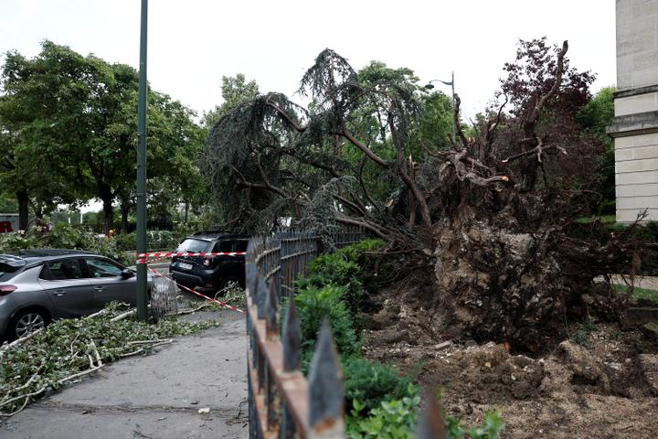 Un arbre déraciné par la tempête, à Paris, le 26 juin 2025.