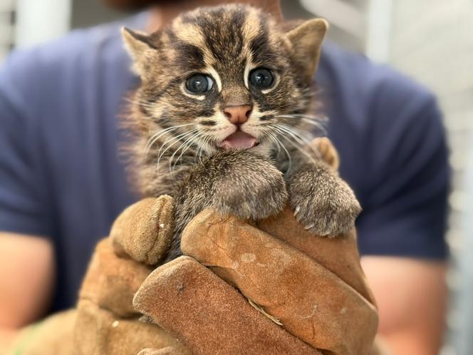Un des deux chatons pêcheurs nés en juin 2025, au zoo de La Flèche (Sarthe), le 11 juin 2025.