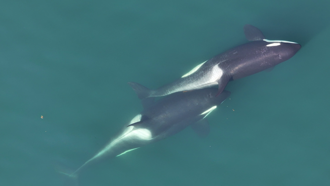 Deux orques en train de se toiletter avec une tige de varech, dans la mer des Salish, une partie de l’océan Pacifique située entre la Colombie-Britannique et l’Etat de Washington, juin 2024.