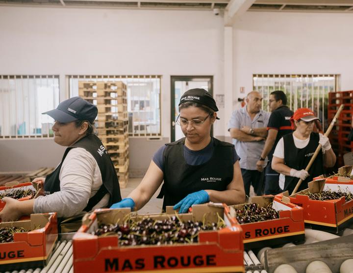 Des travailleuses étrangères emballent les fruits récoltés sur les terres agricoles du Mas rouge, à Jonquières-Saint-Vincent, dans le Gard, vendredi 27 juin 2025.