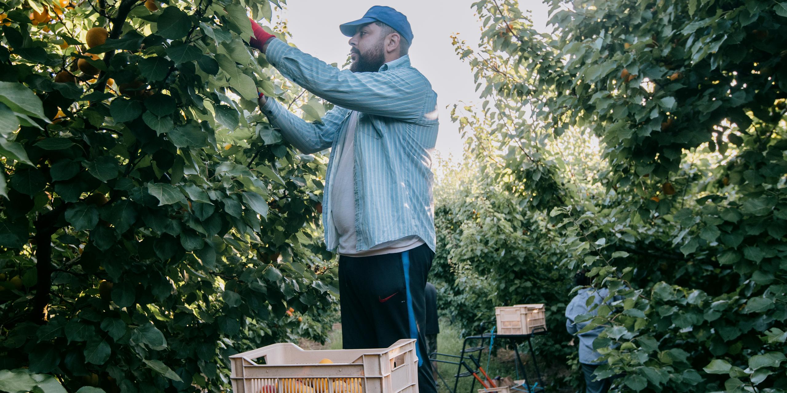 Dans le Gard, les ouvriers agricoles face à la canicule : « Plus il fait chaud, plus il faut ramasser les fruits »