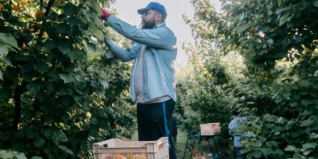 Dans le Gard, les ouvriers agricoles face à la canicule : « Plus il fait chaud, plus il faut ramasser les fruits »