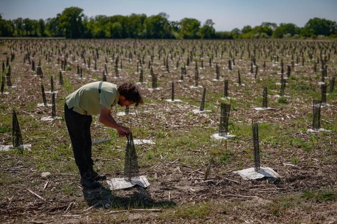 Un agent de l’Office national des forêts inspecte une jeune pousse sur une parcelle en cours de reforestation à Méry-sur-Oise (Val-d’Oise), le 29 avril 2025.