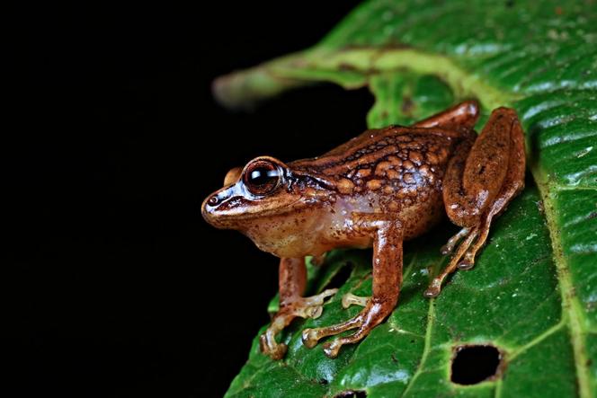 Un spécimen de « Pristimantis chinguelas ».