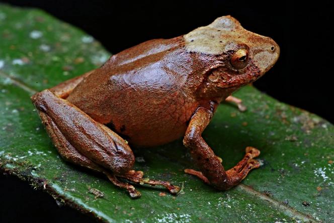 Un spécimen de « Pristimantis nunezcortezi ».