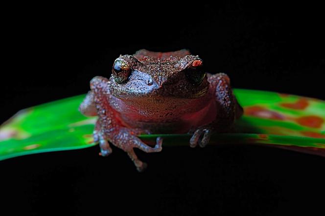 Un spécimen de « Pristimantis yonke ».