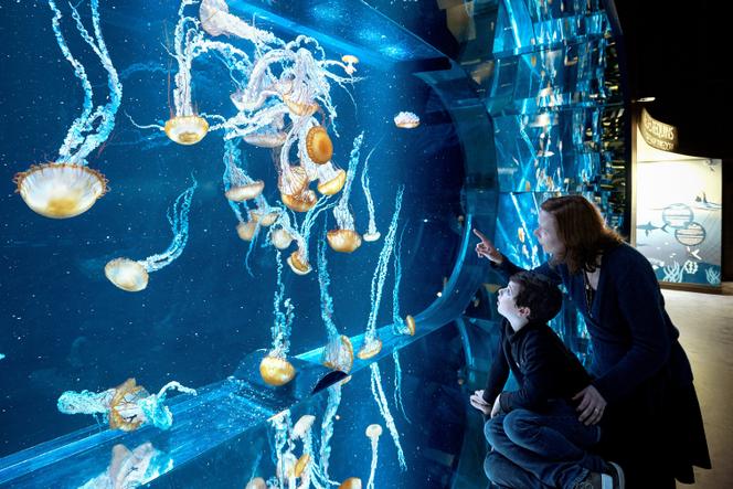 Un aquarium de méduses, au Nausicaa, à Boulogne-sur-Mer (Pas-de-Calais).