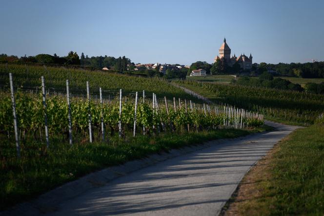 Des vignes près de Vufflens-le-Château (Suisse), le 27 mai 2020.