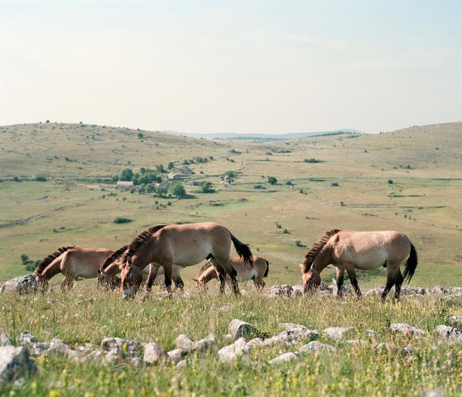 Un cheval de Przewalski sur le causse Méjean en Lozère, le 12 juin.