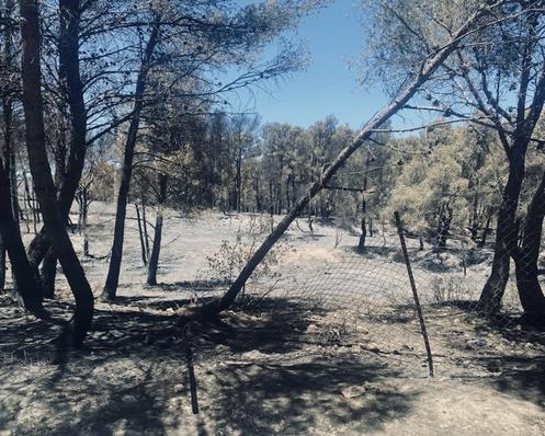 Forest destroyed by fire in Prat-de-Cest (Aude), July 9, 2025.