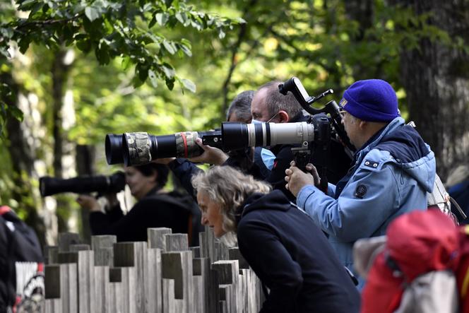 Des photographes lors du brame du cerf dans le parc animalier de Sainte-Croix, situé au cœur du parc naturel régional de Lorraine, en octobre 2021.