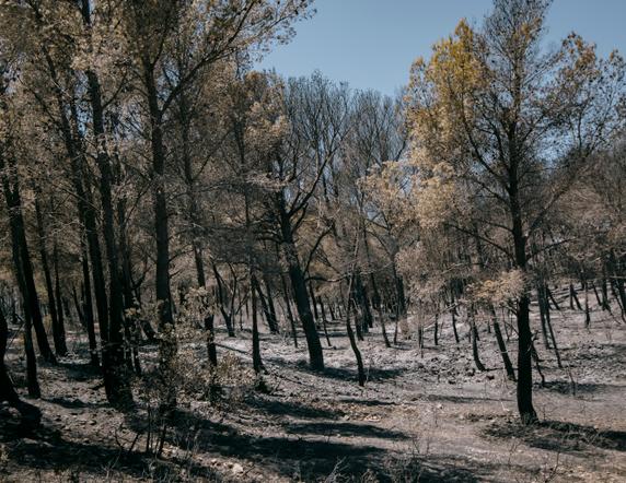 Une zone forestière détruite par le feu, dans les environs de Prat-le-Cest (Aude), le 9 juillet 2025.