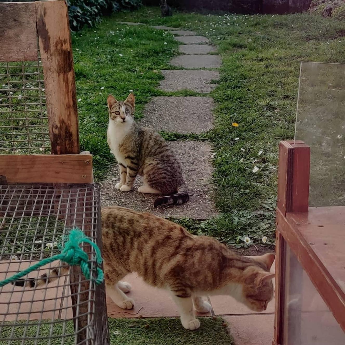 Stériliser les chats errants, une bataille déséquilibrée : « On voit bien que l’ampleur de la tâche est énorme »