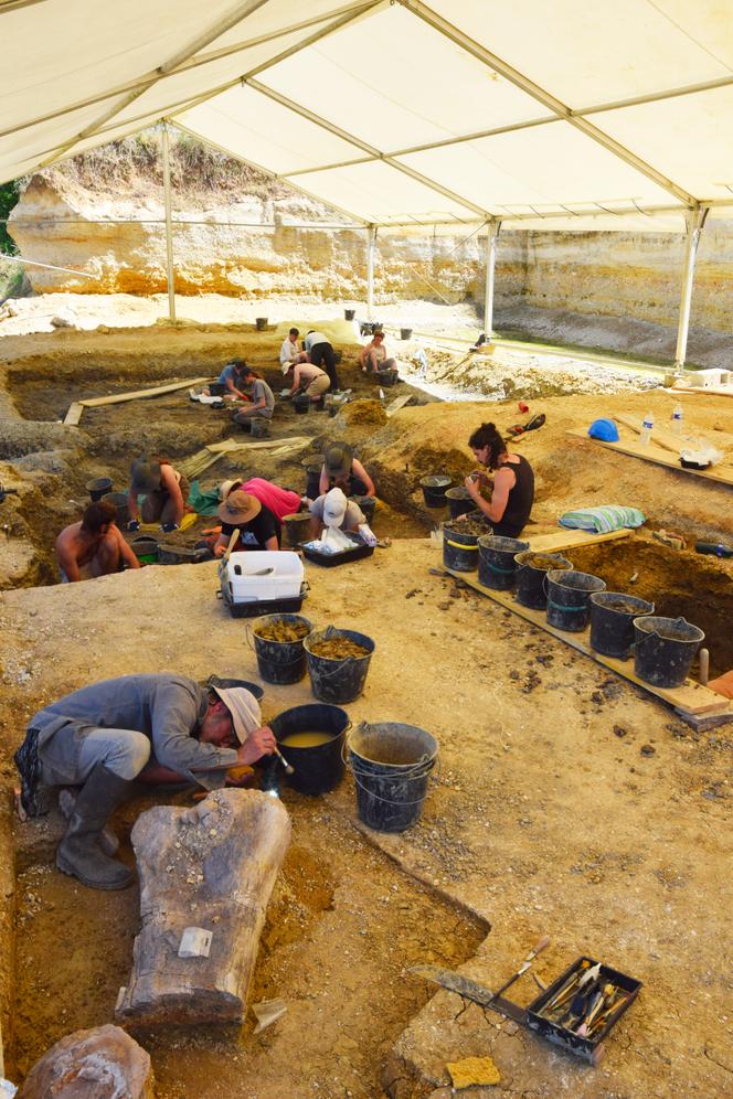 Fouilles paléontologiques à Angeac (Charente), le 10 juillet 2025. Au premier plan, un fragment de fémur de camarasaure, un sauropode datant d’environ 140 millions d’années.