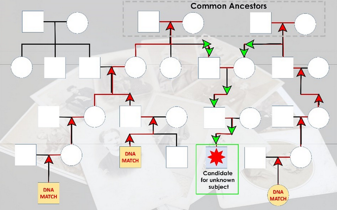 Arbre généalogique comportant des correspondances génétiques (« DNA match »). Recherche d’un ou
plusieurs ancêtres communs les plus récents (phase ascendante) et de leurs descendants (phase
descendante) avec pour objectif de remonter à un candidat (c’est-à-dire à l’individu suspect).