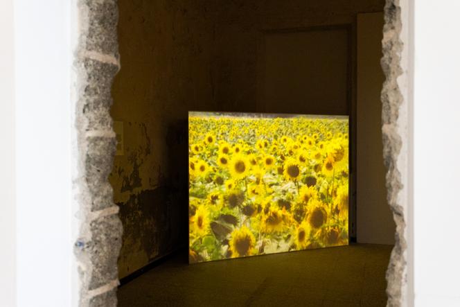 « Les Tournesols » (1982), de Rose Lowder, dans l’exposition « Plein soleil » par De Renava et le Centre Pompidou, à la caserne Montlaur, à Bonifacio (Corse-du-Sud), en juin 2025.