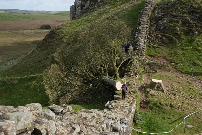 Le Sycamore Gap Tree, après avoir été abattu, près de la commune de Hexham (Angleterre), le 29 septembre 2023.