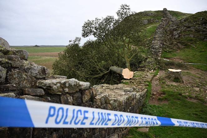 L’arbre Sycamore Gap abattu derrière un cordon de police, le long du mur d’Hadrien, près de Hexham, en Angleterre, le 28 septembre 2023. 