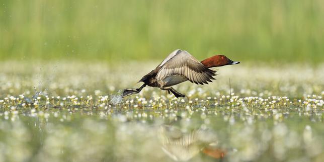Le gouvernement renonce à réduire la période de chasse d’oiseaux migrateurs en déclin, comme la caille des blés ou le canard siffleur