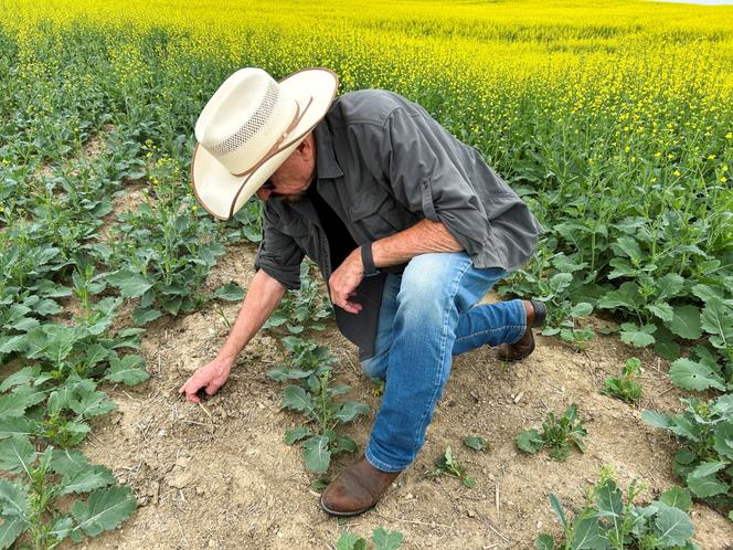 Robert Andjelic, chef d’entreprise dans le foncier agricole, dans un de ses champs de canola à Whitewood (Saskatchewan), au Canada, le 14 juillet 2025.