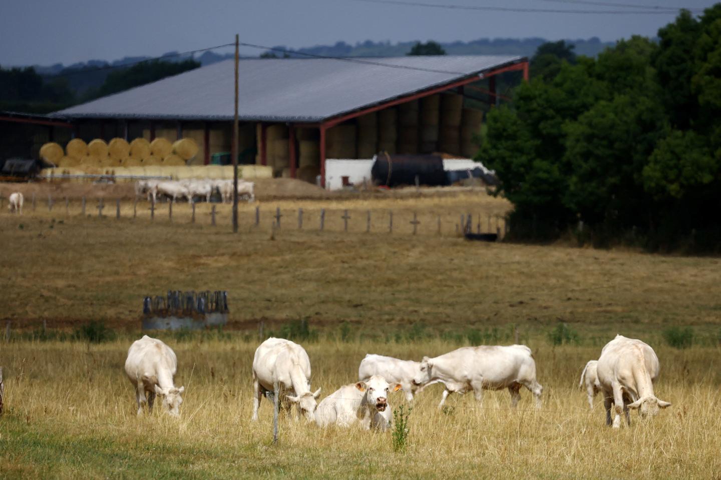 Les seuils de déclaration environnementale ont été relevés pour les élevages bovins