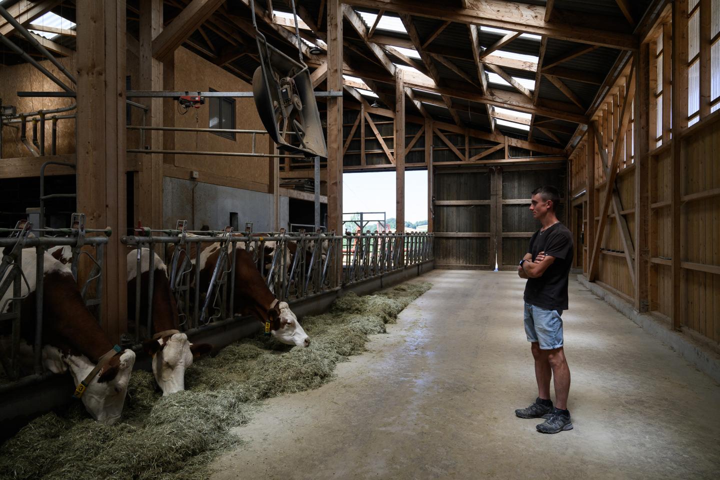 Dermatose bovine : la campagne de revaccination des vaches a commencé dans les Alpes