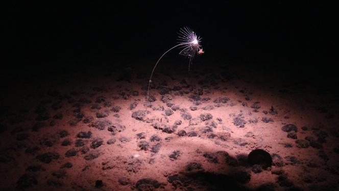 Une image distribuée par le Centre national d’océanographie le 24 juillet 2023 montre une éponge carnivore, « Axoniderma mexicana », photographiée dans les abysses du Pacifique Nord-Est sur un plancher océanique actuellement exploré pour une possible exploitation des nodules polymétalliques.
