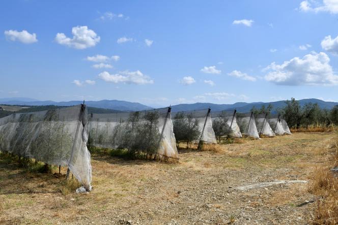 Dans une ferme d’oliviers irriguée par un système de goutte-à-goutte, alors que la Toscane souffre d’une vague de chaleur et de sécheresse, à Greve in Chianti (Italie), le 29 juillet 2022.