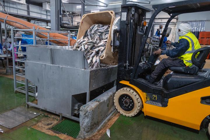 Des sardinelles aurita sont déversées par un chariot élévateur dans un silo de réception à l’usine Omaurci SA de Nouadhibou (Mauritanie), le 16 juin 2025. Ces poissons seront ensuite triés et préparés pour la congélation, le reste sera transformé en farine.