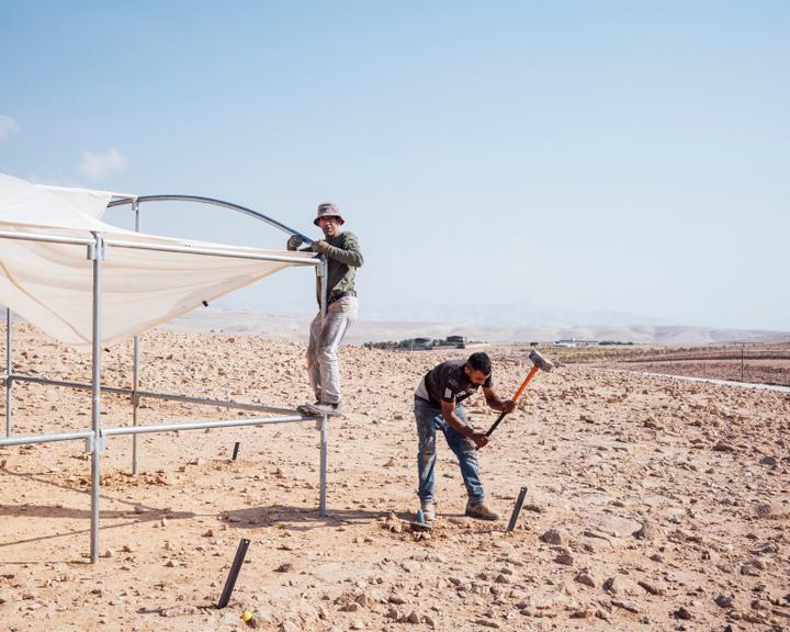 Abou Naim (à gauche) et Abou Abir montent une tente pour s'abriter du soleil. A la suite de leur expulsion de Mouarrajat, les Bédouins du village ont trouvé refuge sur les hauteurs de Balqa, où il leur faut tout reconstruire.